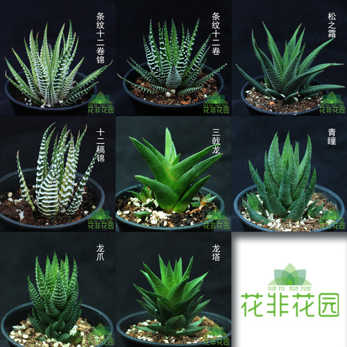 夏天好养多肉植物 盆栽 室内吸甲醛防辐射百合科十二卷属硬叶条纹 - 图1
