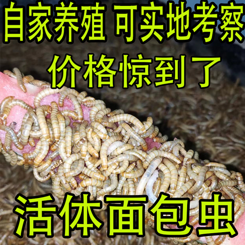 面包虫活体黄粉虫活虫鹦鹉鱼乌龟金龙鱼画眉鸟石蛙饲料包邮