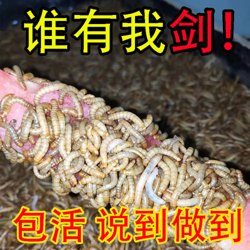 面包虫活虫钓鱼养芦丁鸡大蜥蜴蝎子八哥龙鱼牛蛙乌龟仓鼠粮食 - 图0