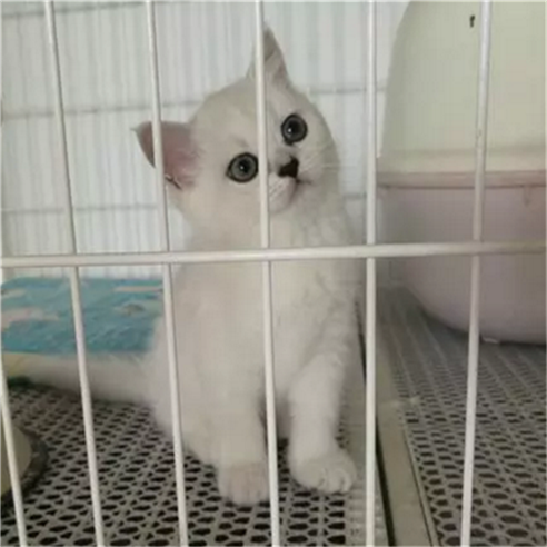 英短幼猫宠物纯种猫英国短毛猫公猫银色银渐层活体包子脸蓝眼g - 图0