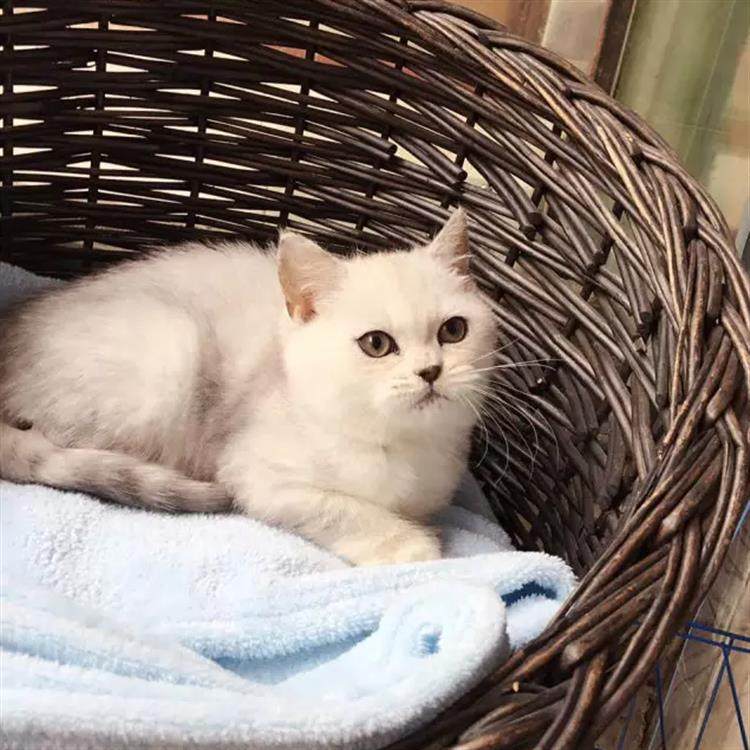 出售英国短毛猫纯种英短银渐层立耳猫幼猫家养活体渐层宠物猫g,淘宝优惠券,粉丝福利购,淘宝优惠卷