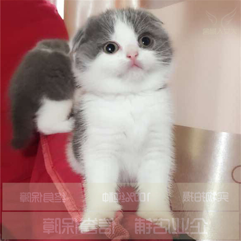 猫咪活体出售布偶猫幼猫加菲猫英短蓝猫活体宠物猫幼崽小猫咪g - 图2