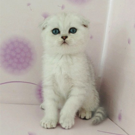 出售英短银渐层英国短毛猫渐层折耳猫宠物猫渐层活体幼猫纯种g,淘宝优惠券,粉丝福利购,淘宝优惠卷