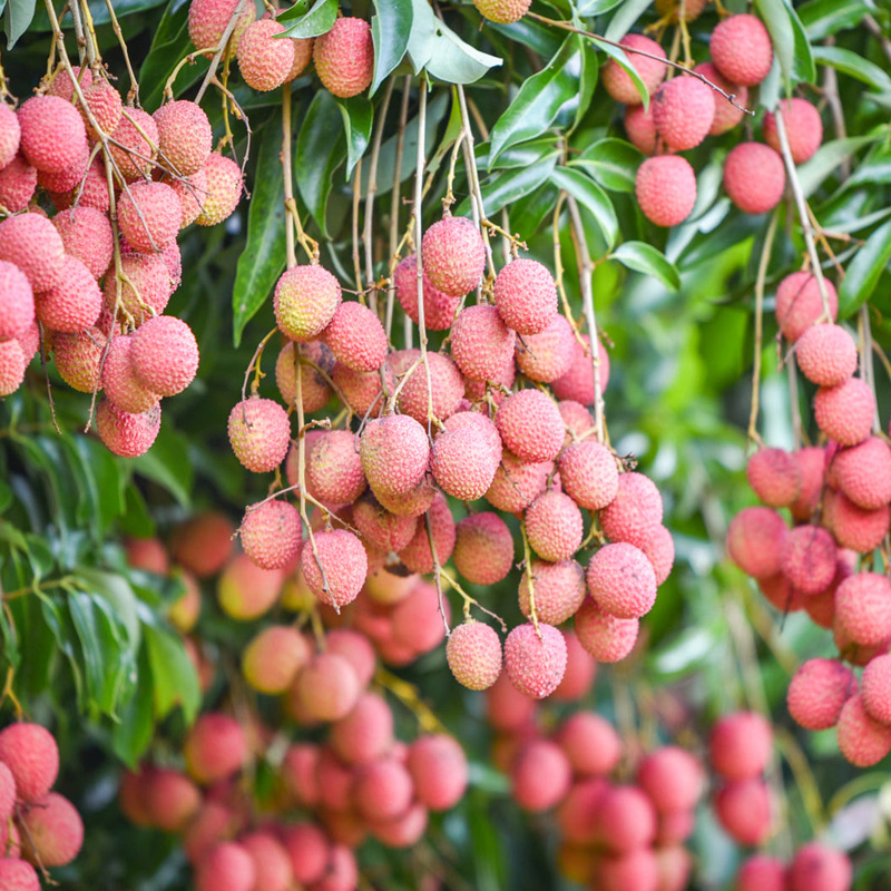 鲜璨旗舰店海南妃子笑荔枝5斤新鲜孕妇时令水果当季整箱现摘鲜荔枝顺丰包邮3