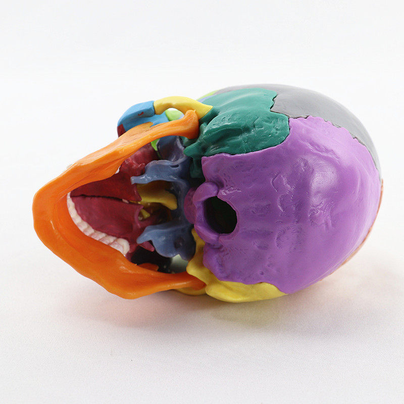 教学用具可拆分15部件头颅骨模型原色彩色头骨模型医用医美牙科,淘宝优惠券,粉丝福利购,淘宝优惠卷