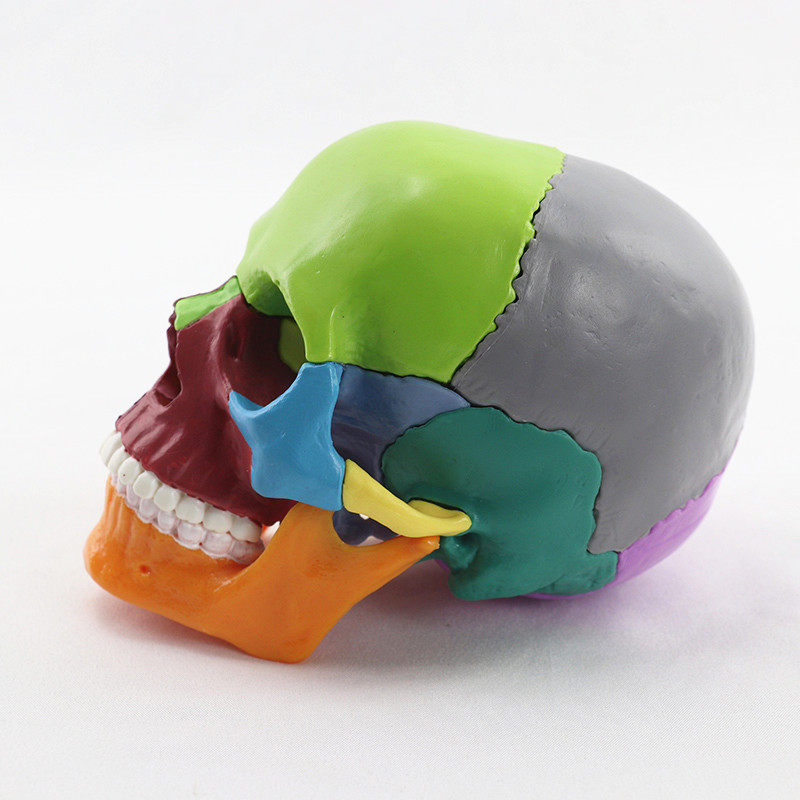 教学用具可拆分15部件头颅骨模型原色彩色头骨模型医用医美牙科,淘宝优惠券,粉丝福利购,淘宝优惠卷