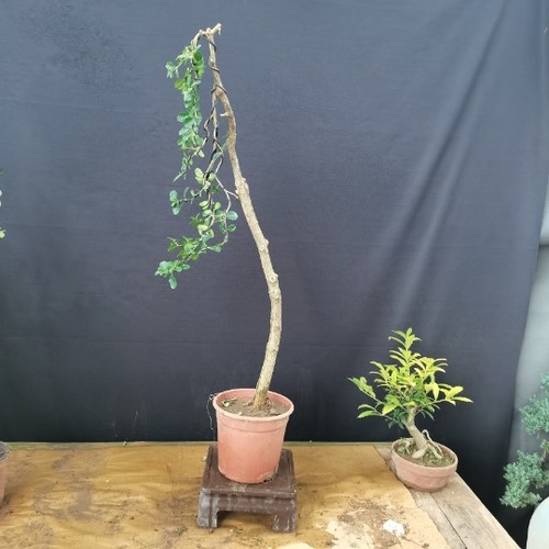 文人树黄杨盆景  老桩盆栽花卉白皮瓜子黄杨客厅办公室实拍 - 图3