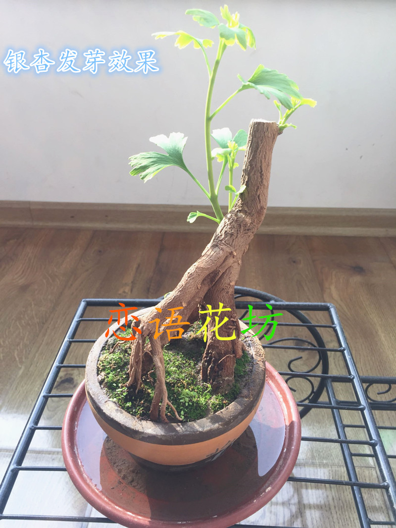 银杏微型盆景白果树桩盆栽花卉 小品观叶植物盆景 办公室桌长寿树