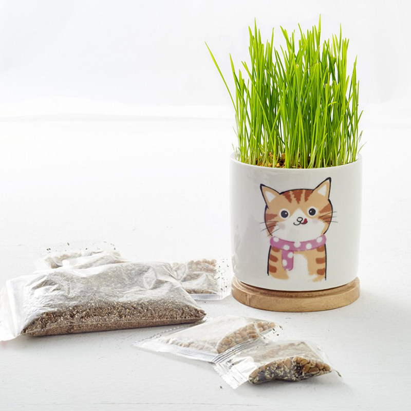 猫草种子盆栽土壤水培种植套装一杯猫草杯陶瓷小麦种