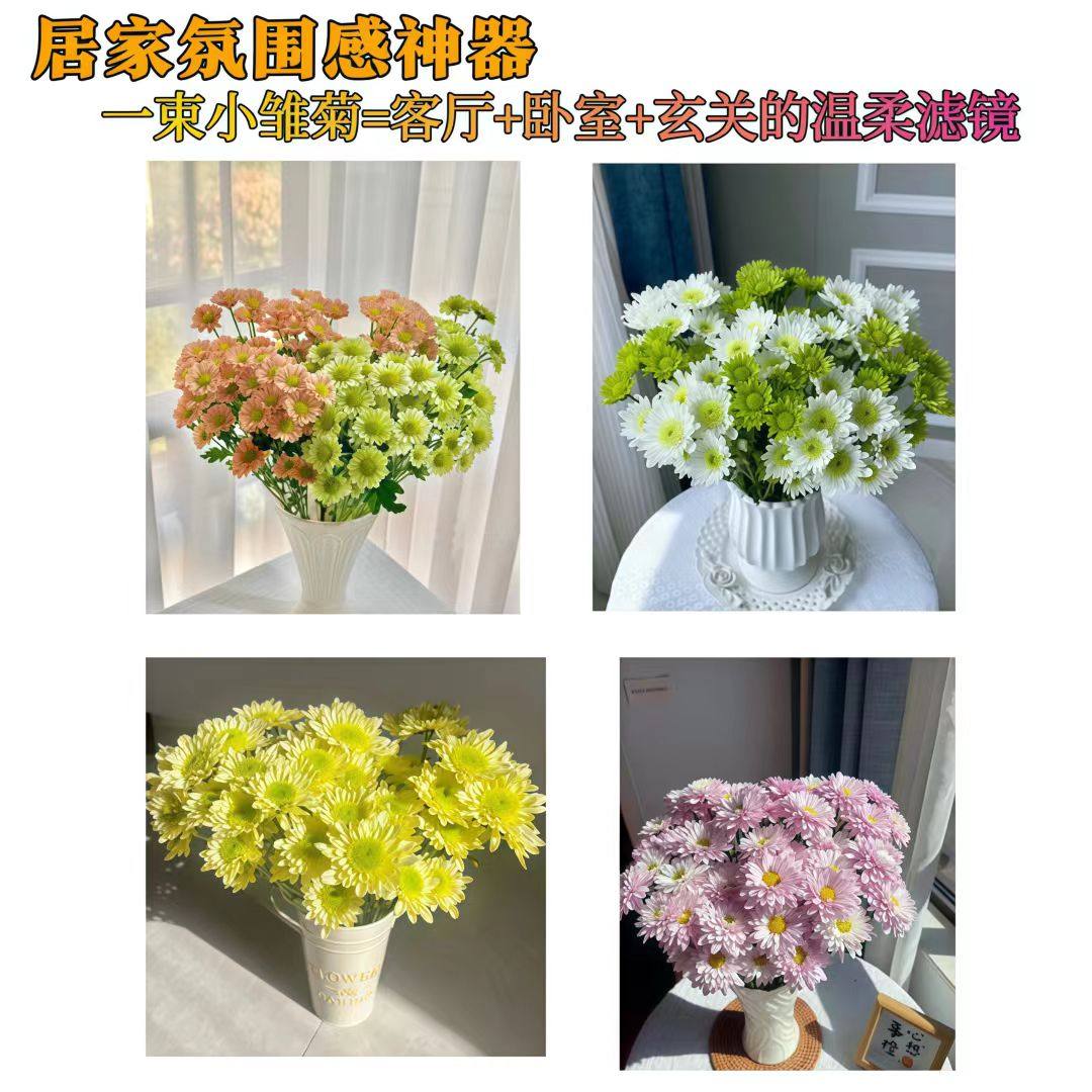 鲜花三文鱼小雏菊鲜花水养插花水养鲜花花期超长家庭办公室摆件,淘宝优惠券,粉丝福利购,淘宝优惠卷