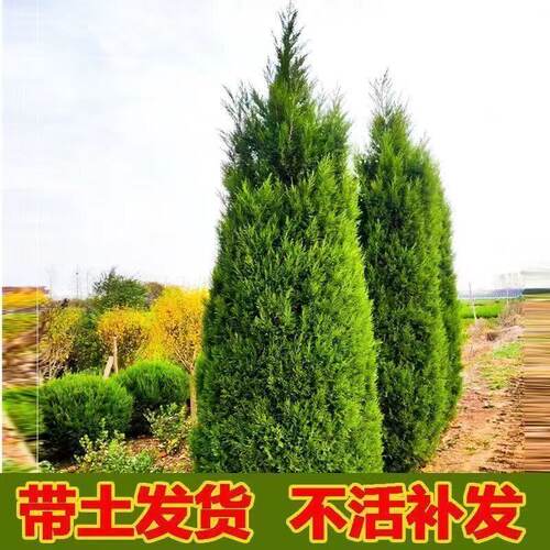 柏树坟地树苗塔柏苗四季常青松柏树侧柏蜀桧苗扁柏宝塔松龙柏耐寒 - 图1