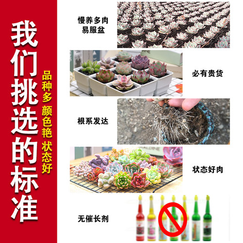多肉植物新款一整箱稀有品种贵货组合盆栽肉肉植物微景观新手套装 - 图1