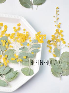 带枝金合欢树叶相框diy手机壳滴胶学生教学台灯饰品压花蜡烛材料