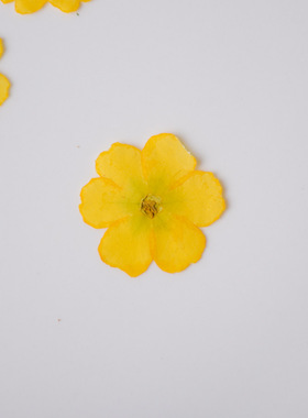 迎春花装饰材料真花压花河粉手作