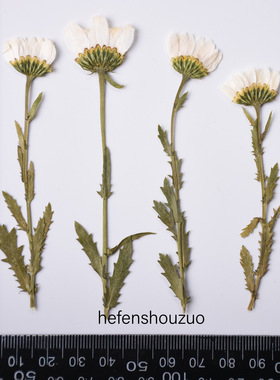 真花压花手工diy材料河粉手作