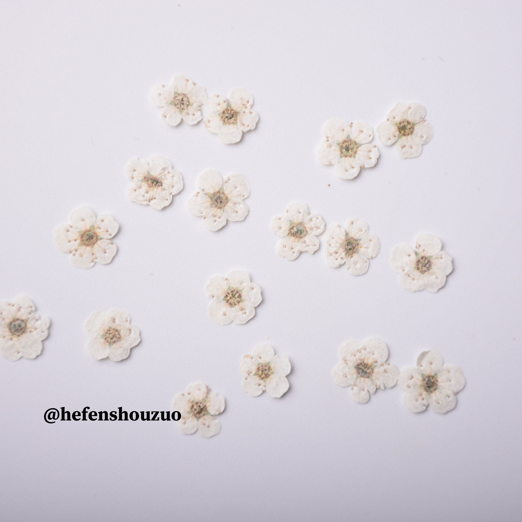 水仙花 迷你真花压花 滴胶压花手机壳材料 美妆贴ins网红同款,淘宝优惠券,粉丝福利购,淘宝优惠卷