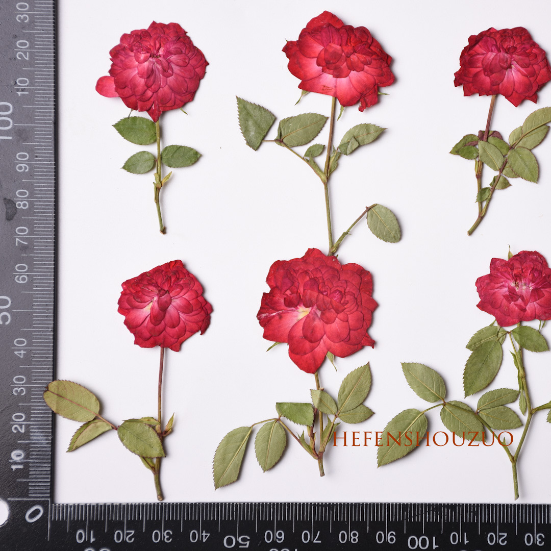 一支玫瑰花 正红色带枝玫瑰花标本 干花押花滴胶胸针材料 6枝装 - 图2