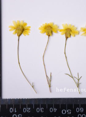 带枝小菊花压花 植物标本DIY手工材料 干花杯垫 滴胶模具封入物