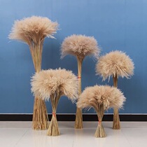 Net Red Pink Reed Dried Flowers Wheat Ears Flowers Bouquet Dusty Flowers Wedding Celebration Shooting Home Shop Window Floor Decorations