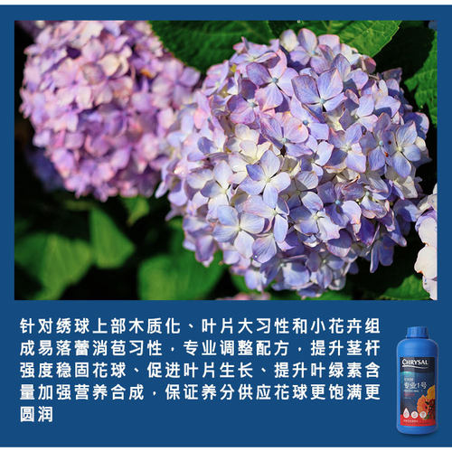 荷兰进口可利鲜玫瑰专业1号强效吸水液2号HVB绣球鲜花保鲜营养液 - 图2