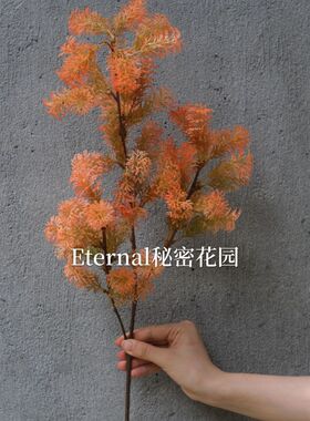毛茸果雾凇粉黛子胖松小