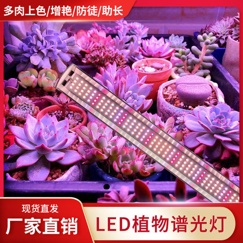 多肉补光灯家用上色全光谱LED植物生长灯室内花卉蔬菜仿太阳光 - 图0