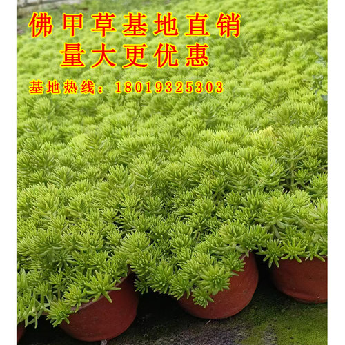 黄金佛甲草皮盆栽耐热耐寒四季常绿地被花镜植物庭院假山造景小叶 - 图1