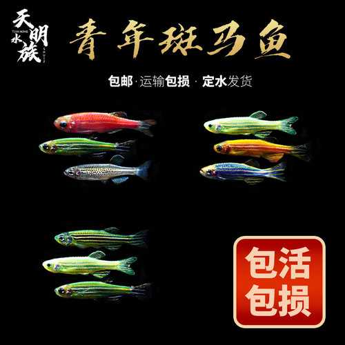 荧光斑马鱼灯科鱼活体冷热水练手宝莲红绿灯小型热带观赏孔雀鱼 - 图0