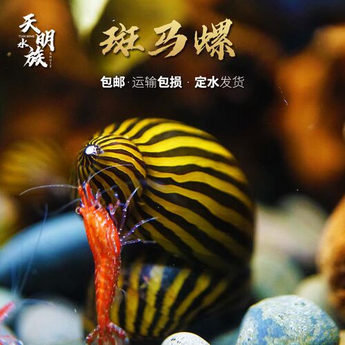 粗纹进口斑马螺观赏螺工具除藻螺螺除藻宠物草缸活体黑金刚鲍鱼螺 - 图0