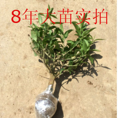 夜来香花树苗浓香型驱蚊花卉四季开花夏季阳台室内外庭院地栽花卉-图1