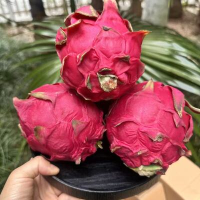 红心火龙果【口感皱皮不售后】到货24小时内售后超时不售后