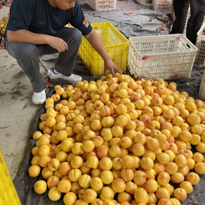 蒙阴黄油桃【口感不售后】到货立即取出通风放置