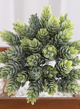 仿真多肉植物仙人掌“懒人”专属