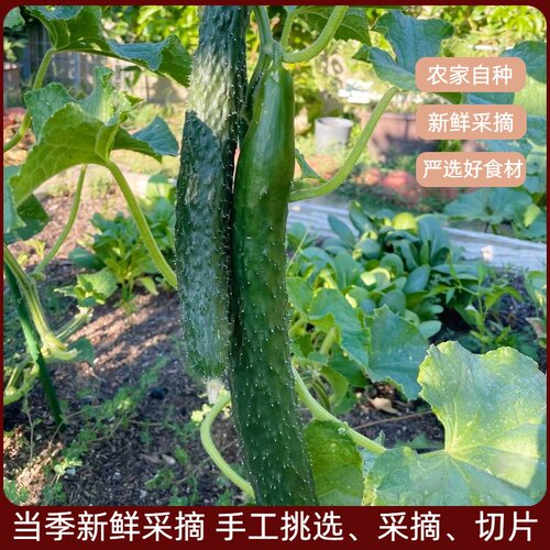 黑龙江特产黄瓜干黄瓜片自然晾晒黄瓜钱脆咸菜条干菜脱水蔬菜500g - 图0