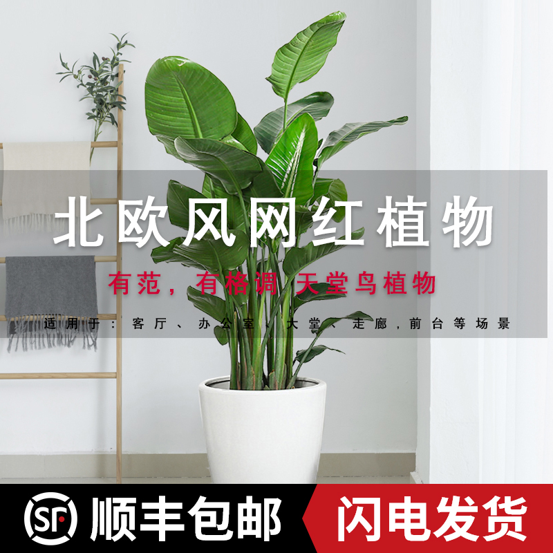 天堂鸟盆栽北欧风大型网红植物旅人蕉 热品库 性价比省钱购 天堂鸟盆栽北欧风大型网红植物旅人蕉 热品库 性价比省钱购