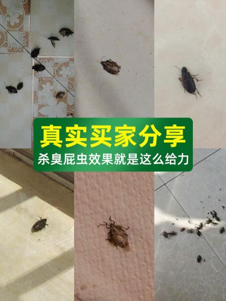 治臭大姐的药放屁虫蜘蛛专用药杀虫剂治臭虫治理床上臭屁虫克星-图2