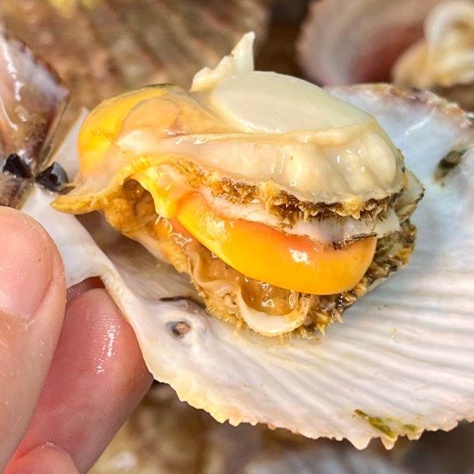 【拍前看页面购前须知】鲜活带壳栉孔扇贝约4/5/7斤 发顺丰快递,淘宝优惠券,粉丝福利购,淘宝优惠卷