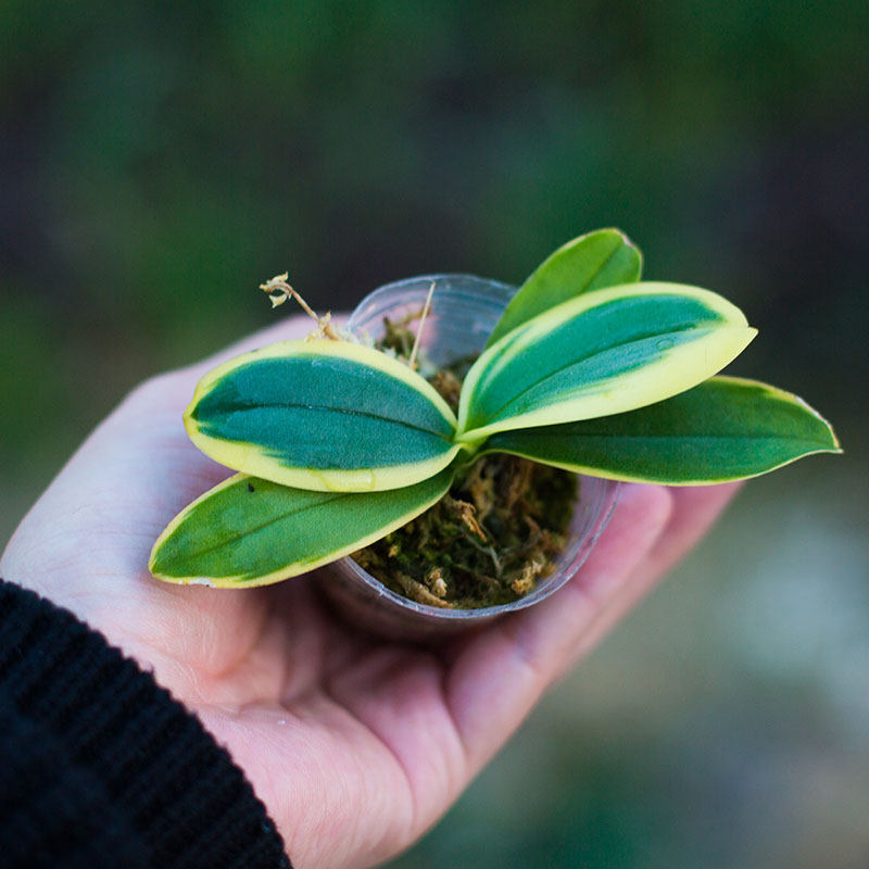 蝴蝶兰迷你金边兰花盆栽矮种金叶咖啡带花苞名贵花卉植物花苗绿植 集圆生物科技 淘优券