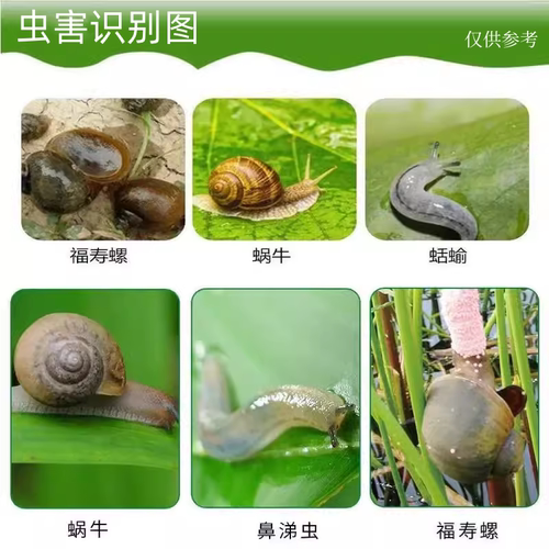 四聚乙醛蜗牛杀蜗牛专用药颗粒剂鼻涕虫蛞蝓软体虫杀虫剂菜地 - 图2