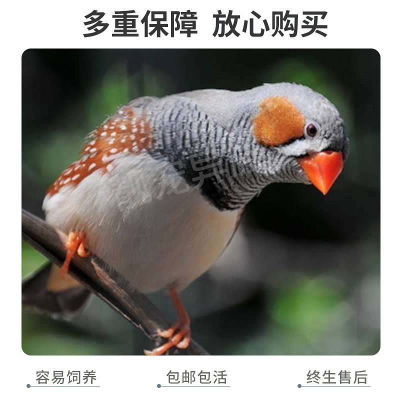 珍珠鸟活体一对白色灰色驼色观赏鸟繁殖白灰文鸟宠物鸟上手鸟包邮,淘宝优惠券,粉丝福利购,淘宝优惠卷