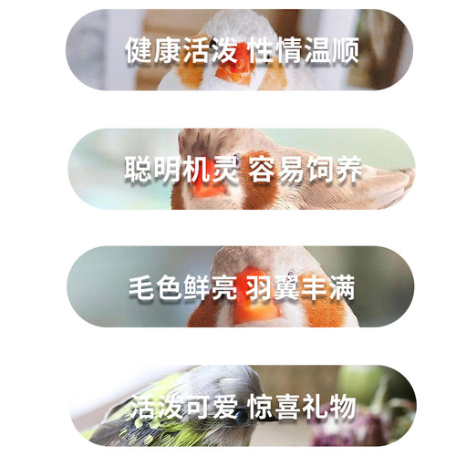 驼色珍珠鸟活体活物白色灰色驼色鸟灰珍珠送粮观赏宠物鸟活物手养 - 图1