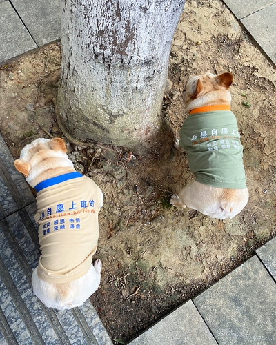 Tata Home -Create Pet Dog Summer Vest Teddy Fa Dougki Контрастная добровольная текстовая жилет