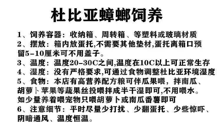 杜比亚蟑螂昆虫爬宠活饵饲料守宫龙鱼蜥蜴鬃狮蜜袋鼯零食食物角蛙-图2