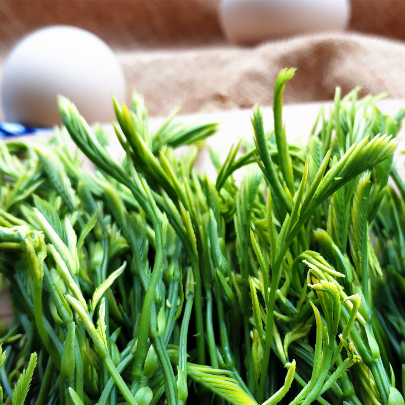 羽叶金合欢500g嫩芽云南傣族帕哈臭菜新鲜现摘蔬菜野菜怕哈炒鸡蛋