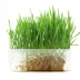 Crystal Cat Grass nổi bật Cat Grass Seed Set Spear Ball Trợ giúp tiêu hóa Mèo tự nhiên Mint Cat Snack - Đồ ăn nhẹ cho mèo