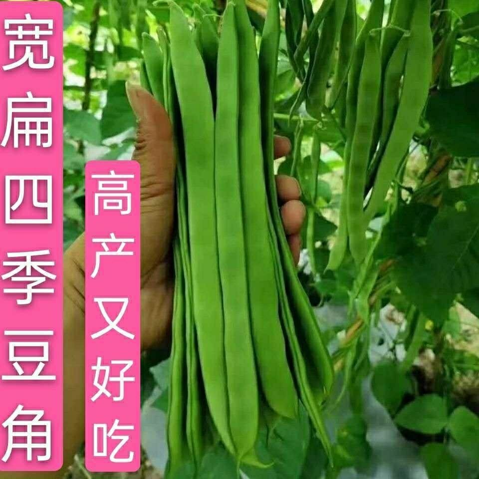 四季豆有架无架种子阳台播种豇豆蔬菜菜豆地豆架豆芸豆刀豆芸扁豆 - 图2