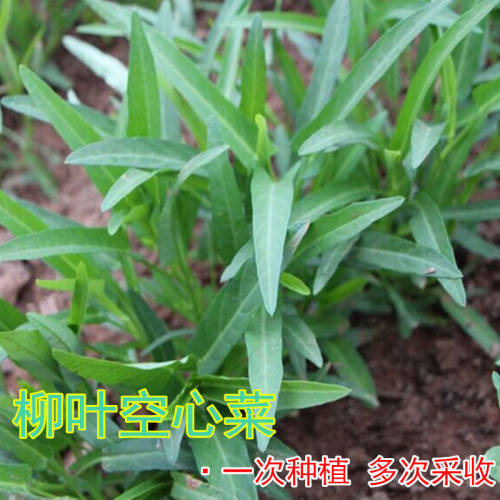 【新花红苋菜种子】四季播高产青菜种子苋菜籽阳台盆栽蔬菜种子 - 图2
