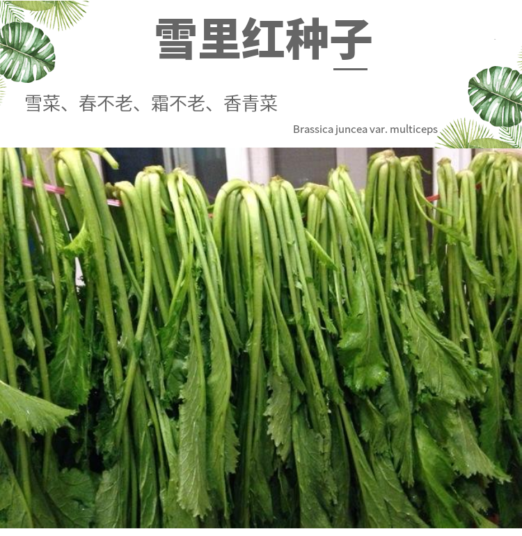 雪里红菜籽种子细叶雪菜咸菜蔬菜种孑农家秋季冬天种植大叶雪里蕻 - 图2