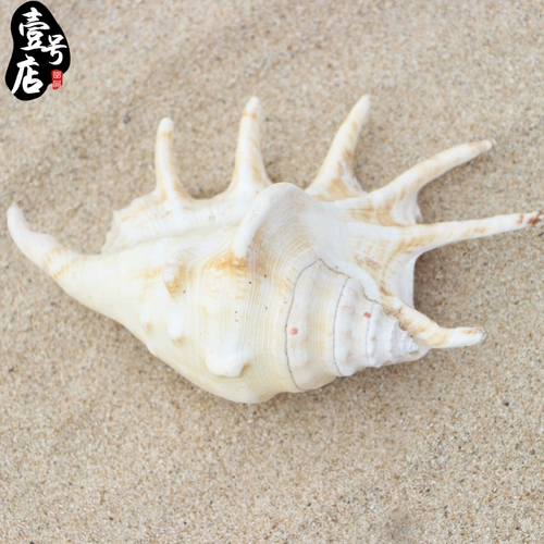 Бесплатная доставка Hainan Sanya Conch Shell Seven -Corner Snail 15 см дома украшение