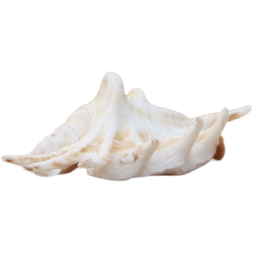 Бесплатная доставка Hainan Sanya Conch Shell Seven -Corner Snail 15 см дома украшение